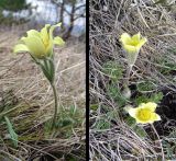 Pulsatilla albana