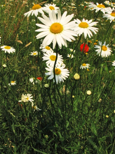 Изображение особи Leucanthemum vulgare.