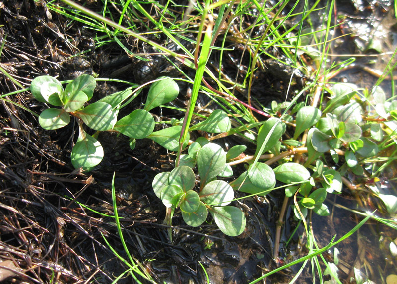 Image of Peplis portula specimen.