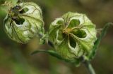 Melandrium latifolium