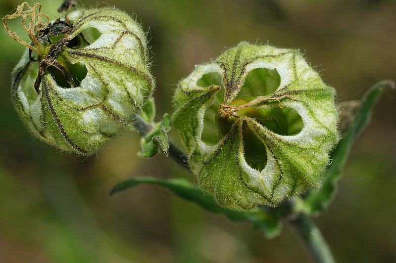 Изображение особи Melandrium latifolium.