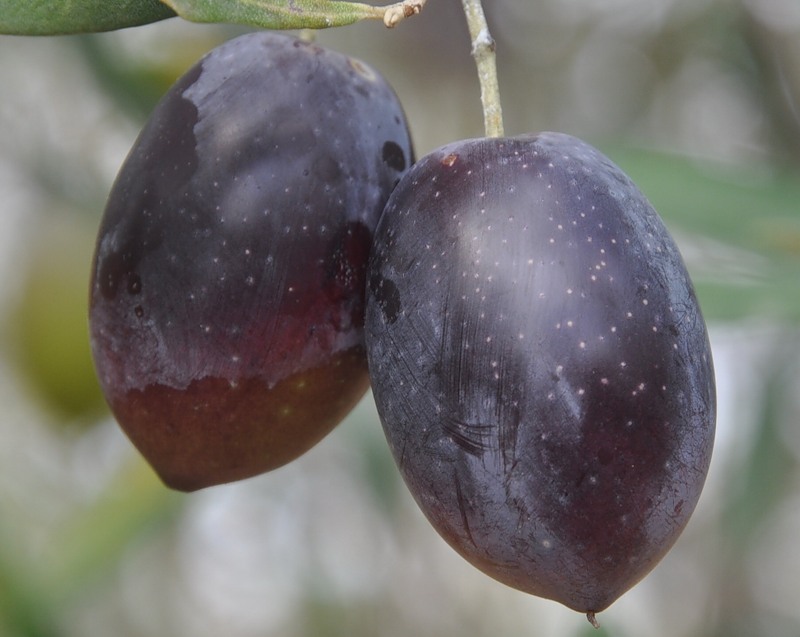Image of Olea europaea specimen.