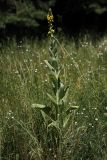 Verbascum densiflorum