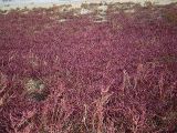 Salicornia perennans