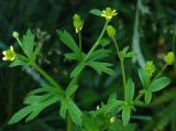 Ranunculus chinensis