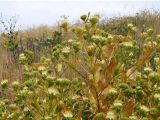 Cousinia triflora