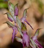 Anacamptis sancta