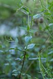 genus Epilobium
