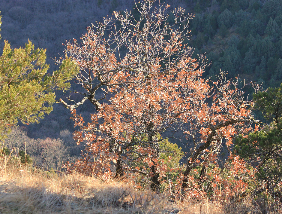 Изображение особи Quercus pubescens.