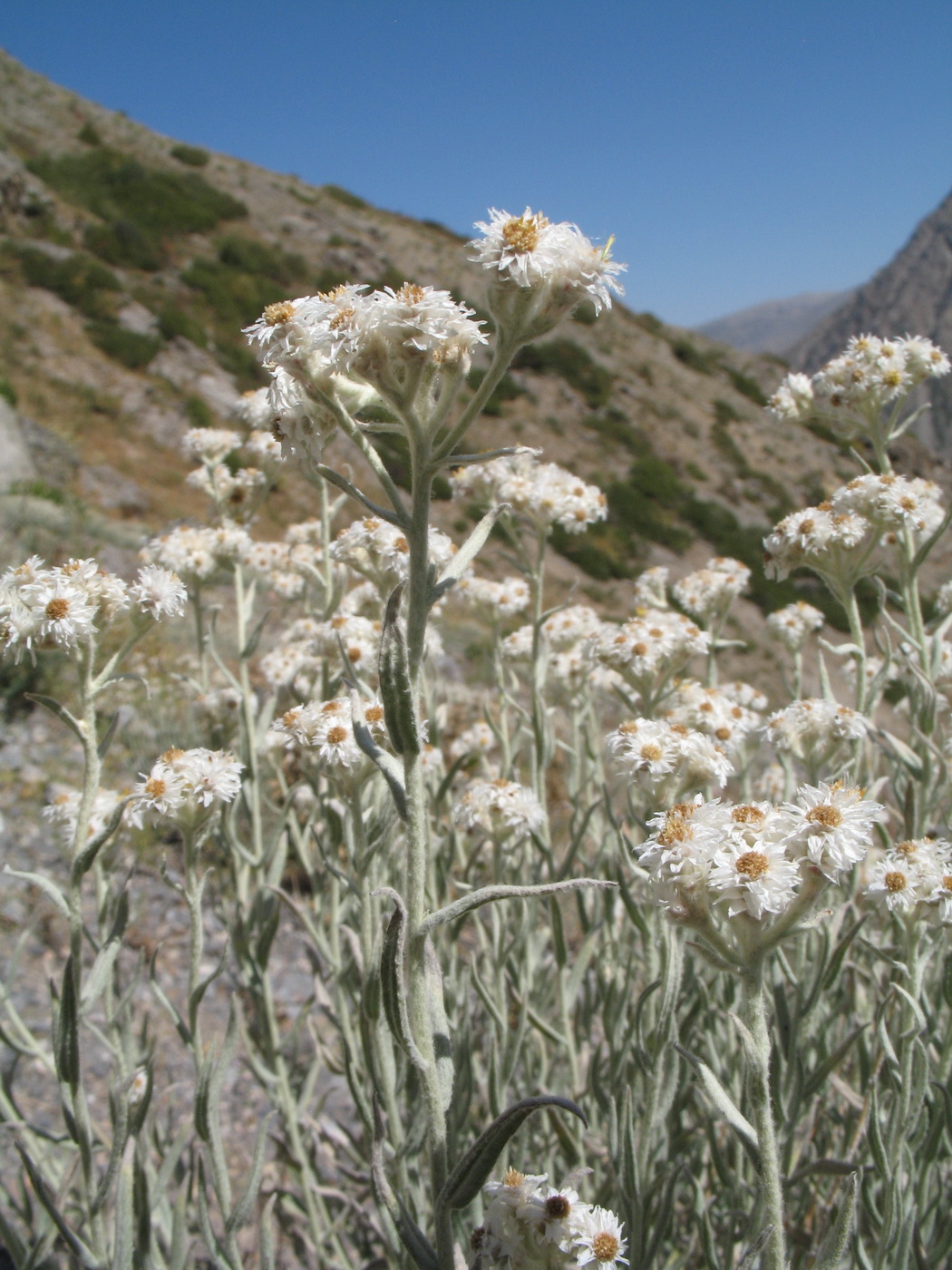 Image of Anaphalis velutina specimen.