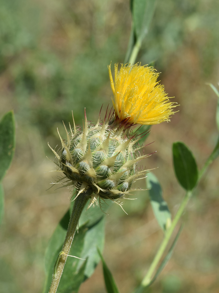 Image of Stizolophus balsamita specimen.