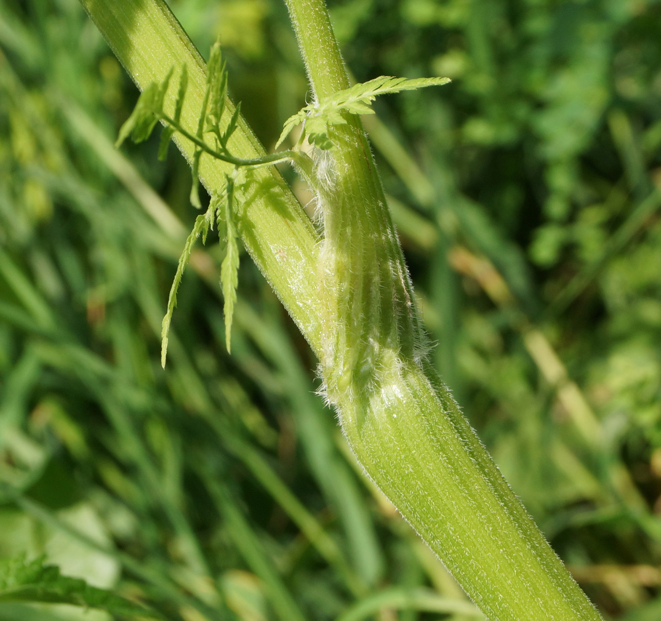 Изображение особи Anthriscus sylvestris.