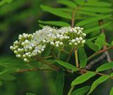 Sorbus aucuparia. Распускающееся соцветие. Московская обл., Раменский р-н, окр. ж.-д. платформы Хрипань, смешанный лес у ЛЭП, просека. 24.05.2015.