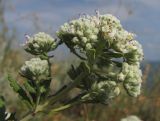 Teucrium capitatum