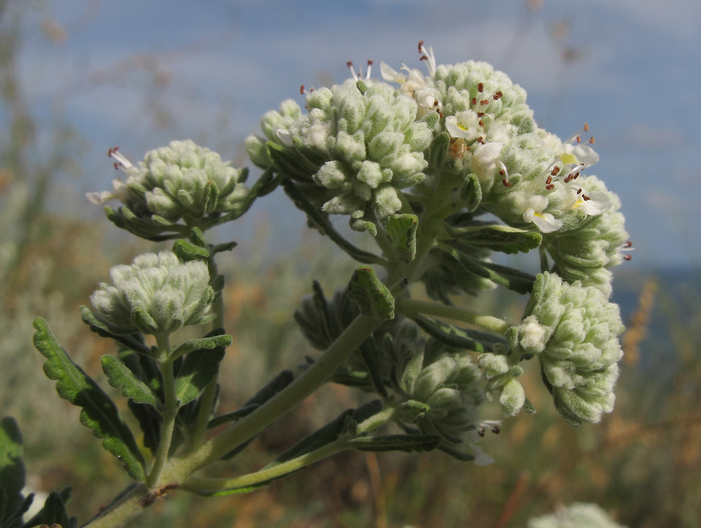 Изображение особи Teucrium capitatum.