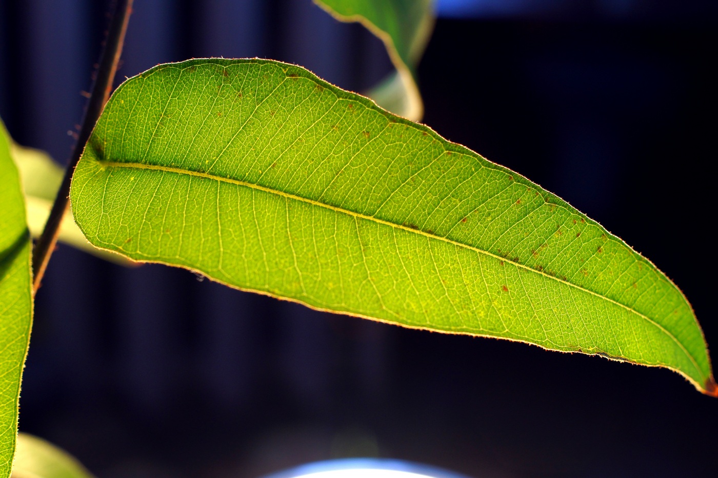 Изображение особи Corymbia citriodora.