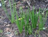 род Ornithogalum