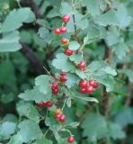 Ribes pulchellum