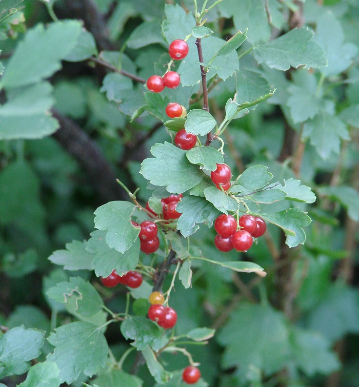 Image of Ribes pulchellum specimen.