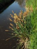 Carex elata. Кочка, образованная цветущими растениями. Нидерланды, провинция Groningen, Noordlaren, окр. озера Zuidlaardermeer, у берега мелиоративной канавы. 17 апреля 2010 г.