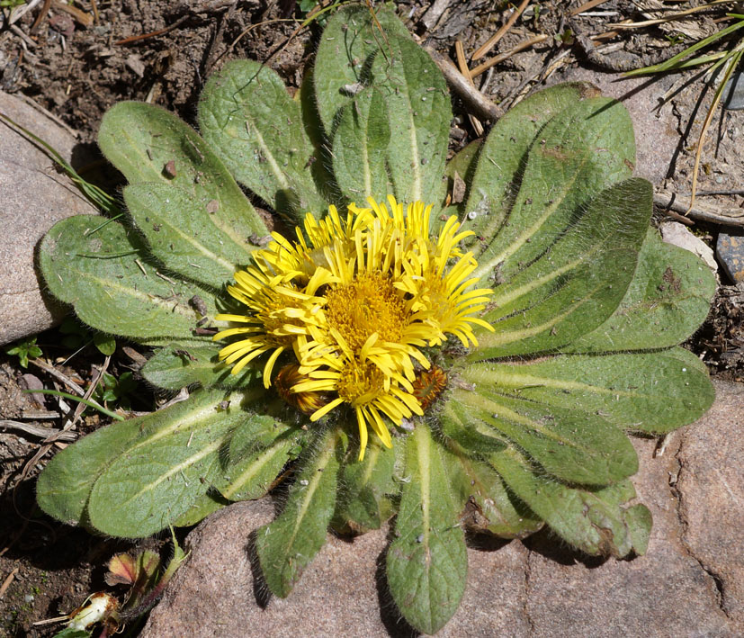 Изображение особи Inula rhizocephala.