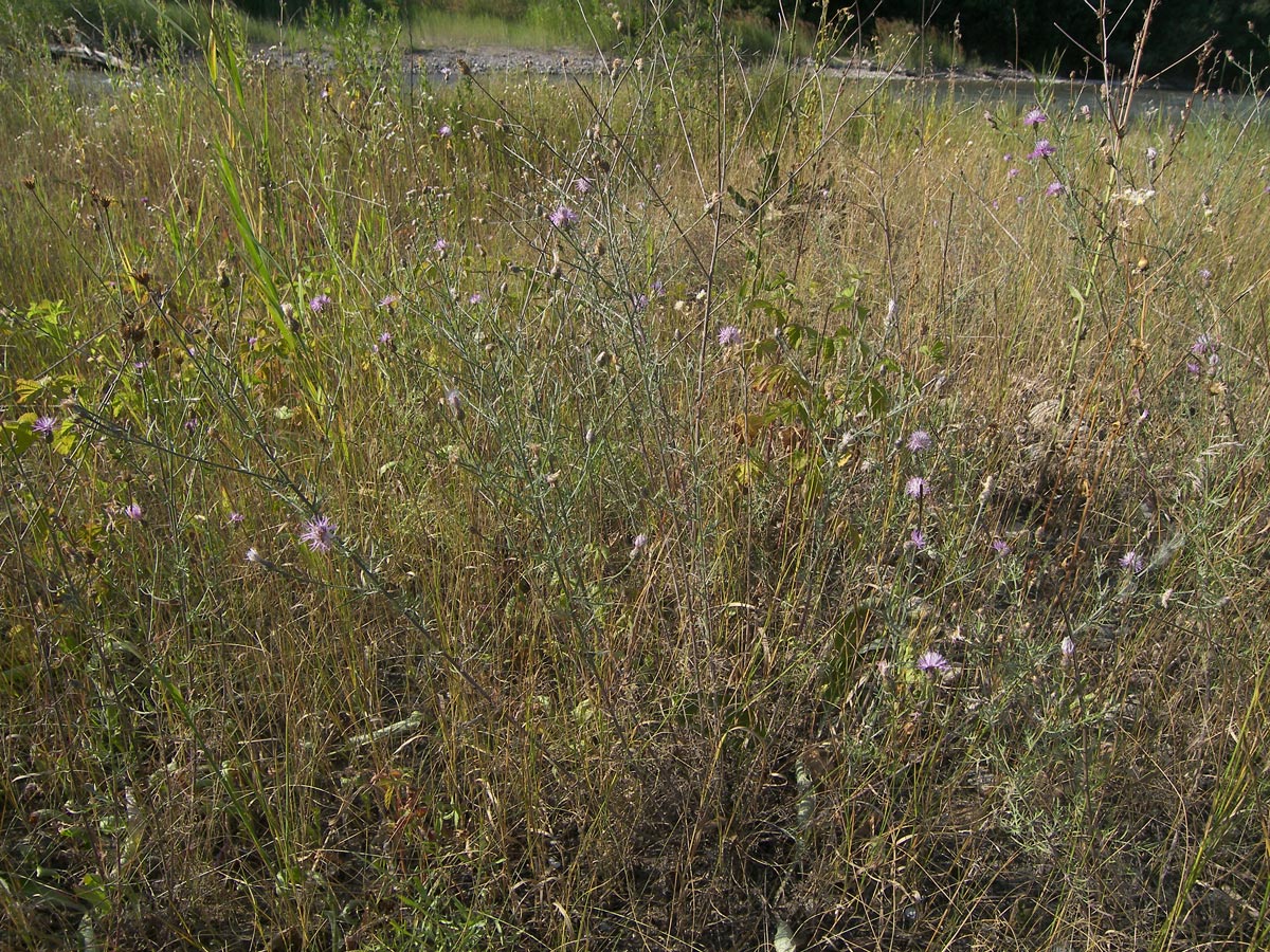 Image of Centaurea scripczinskyi specimen.