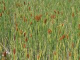 Typha laxmannii. Плодоносящие растения. Иркутская обл., Усть-Ордынский р-н, долина р. Куда. 14.08.2014.