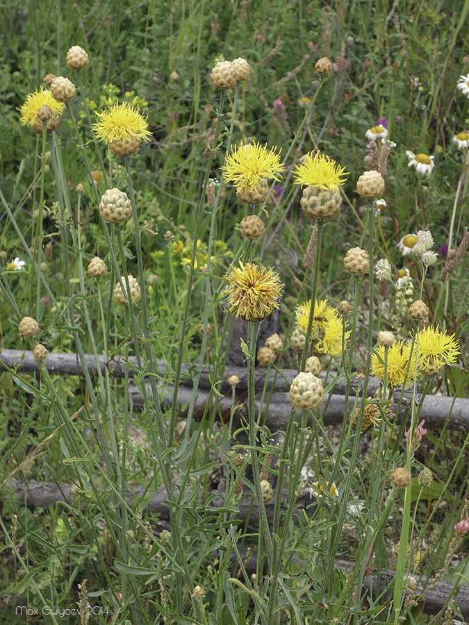 Изображение особи Centaurea orientalis.