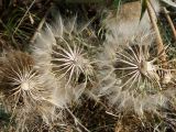 Tragopogon marginifolius. Соплодия. Кыргызстан, Нарынская обл., левый берег р. Нарын, окр. с. Таш-Башат, вахтовый пос. гидростроителей. 08.10.2015.