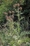 Cynara scolymus