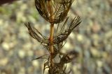 Myriophyllum sibiricum