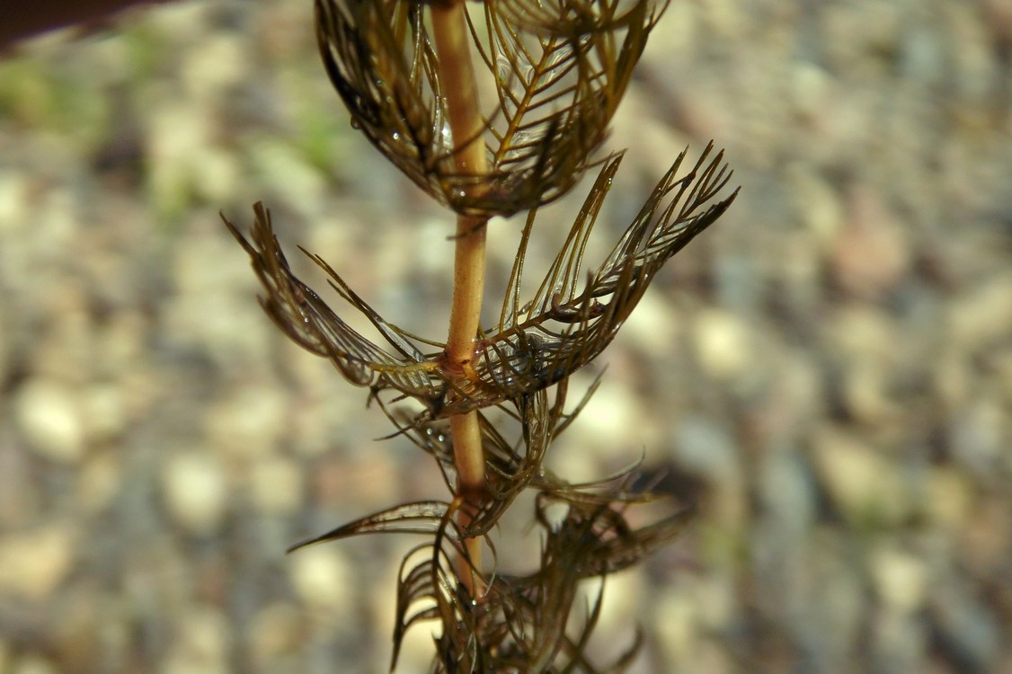 Image of Myriophyllum sibiricum specimen.