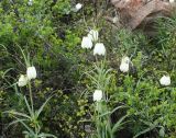 Fritillaria verticillata