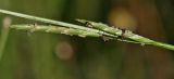 Glyceria fluitans