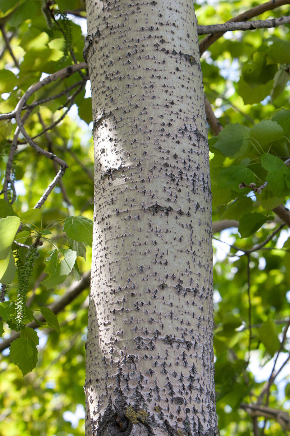 Изображение особи Populus tremula.