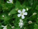 Gypsophila elegans