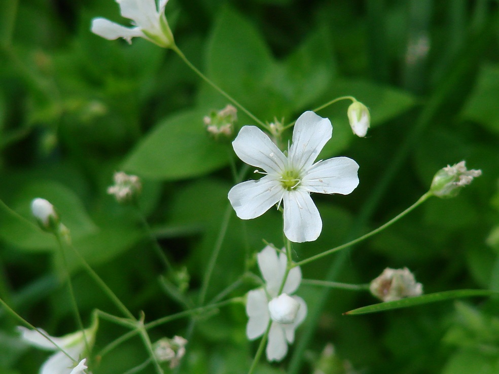 Изображение особи Gypsophila elegans.