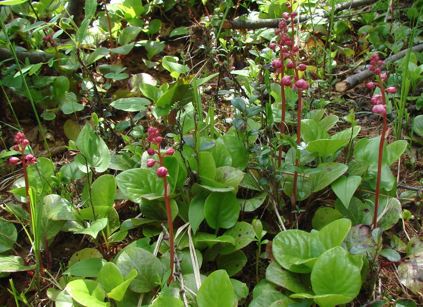 Image of Pyrola incarnata specimen.