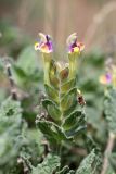 Scutellaria subcaespitosa