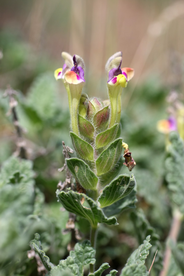 Изображение особи Scutellaria subcaespitosa.