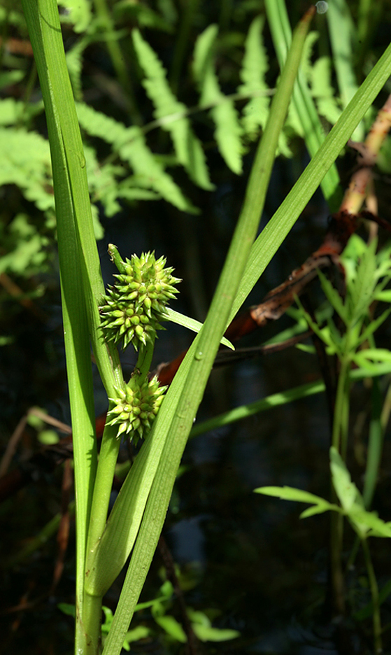 Изображение особи Sparganium glomeratum.