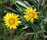 род Gazania
