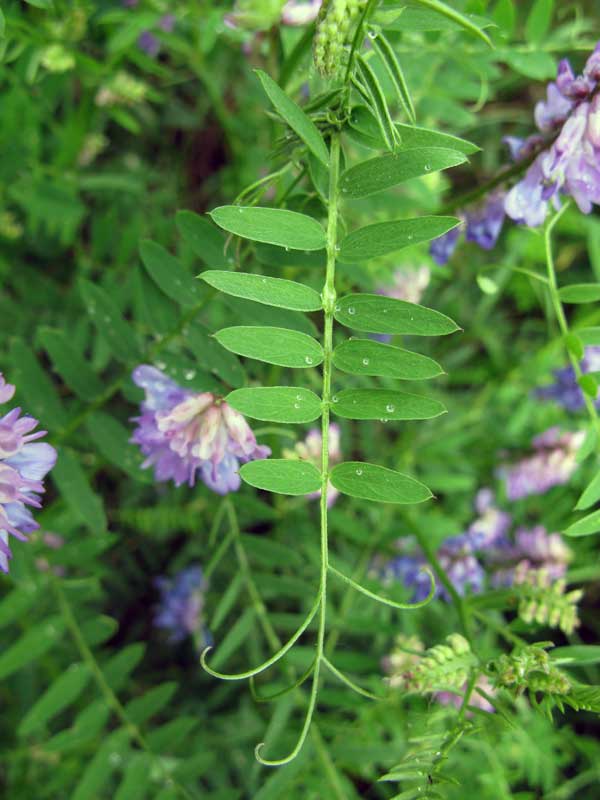 Image of Vicia cracca specimen.