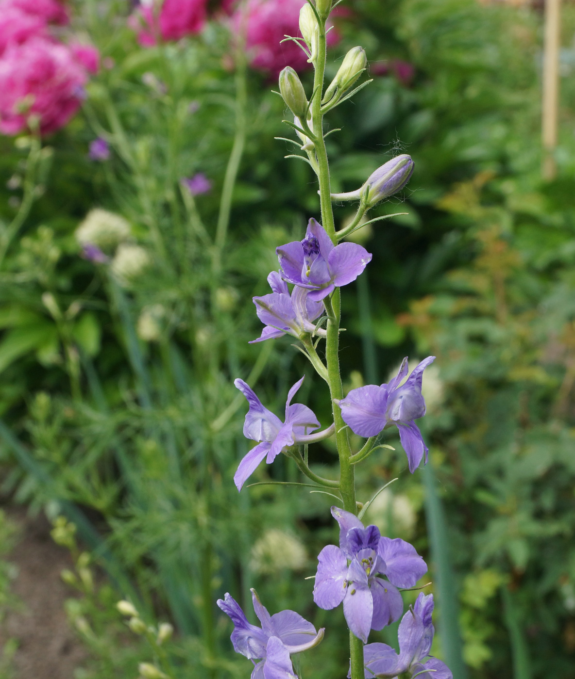 Image of Delphinium ajacis specimen.