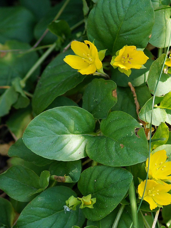 Image of Lysimachia nummularia specimen.