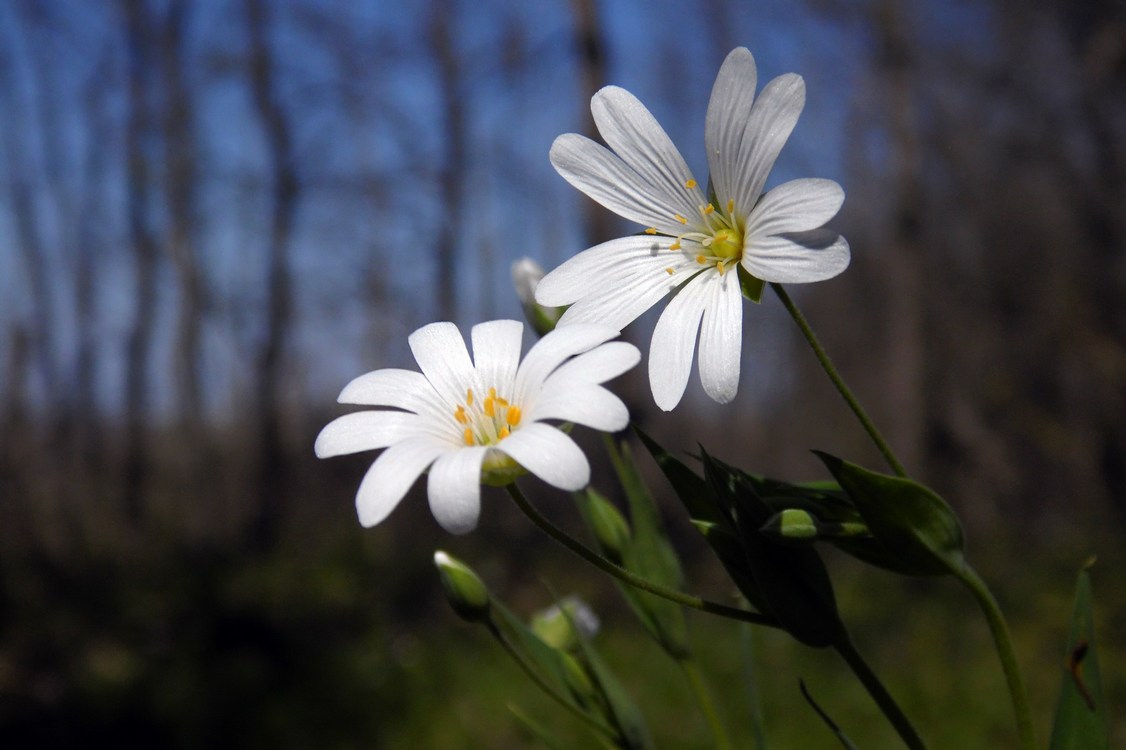 Image of Stellaria holostea specimen.