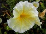 Petunia &times; atkinsiana