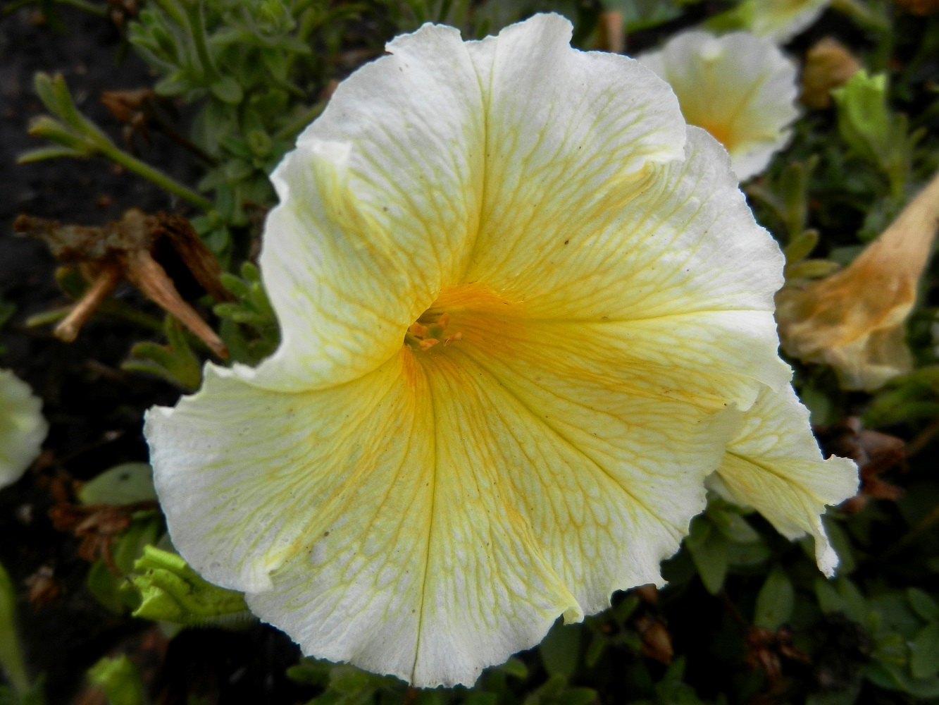 Image of Petunia &times; hybrida specimen.