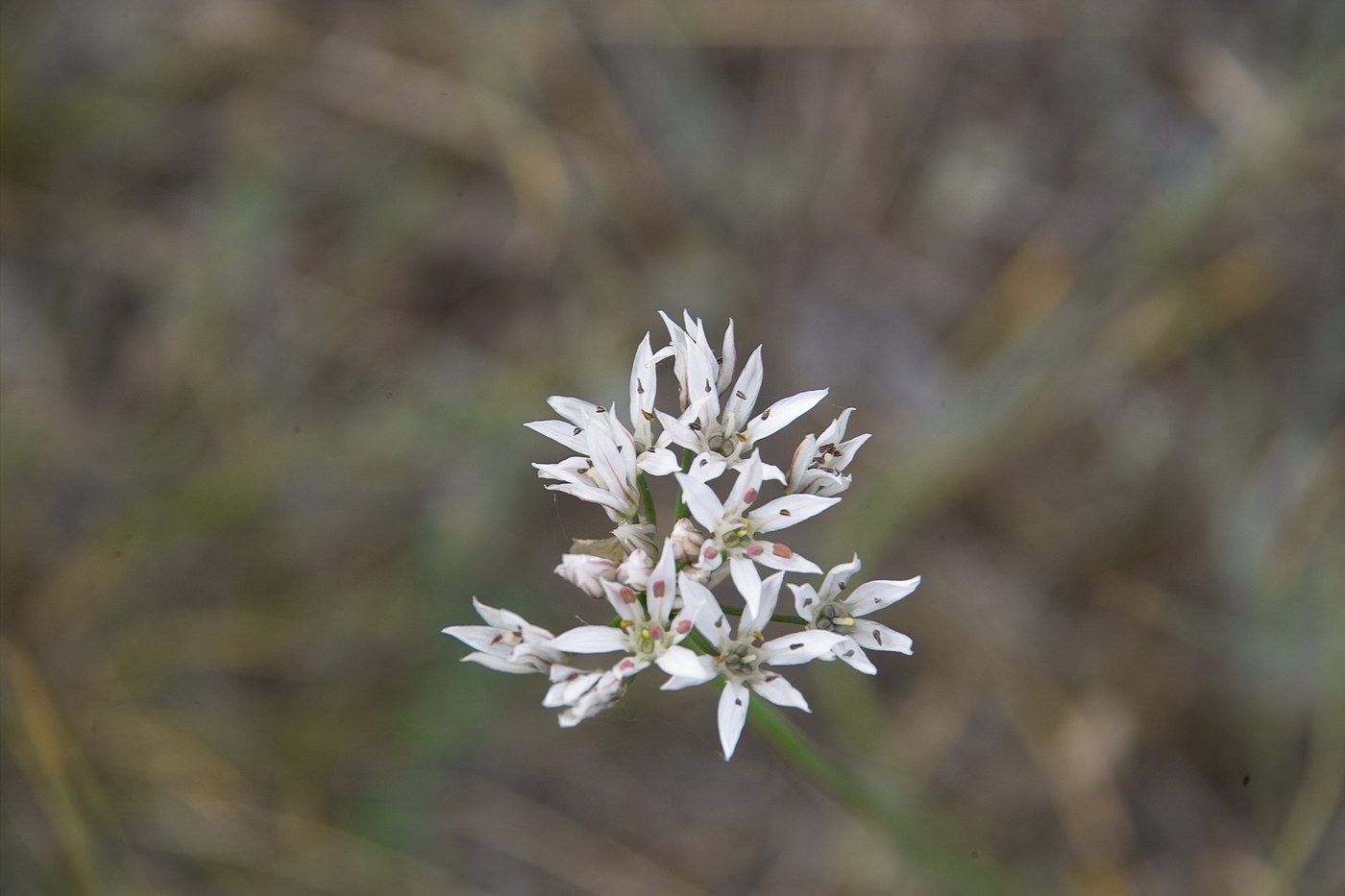 Image of Allium ramosum specimen.