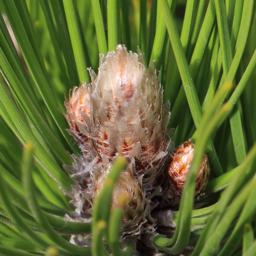 Image of Pinus leucodermis specimen.